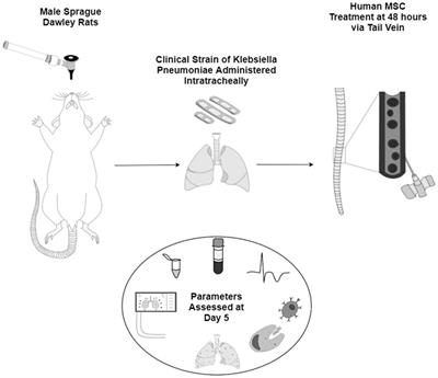 Delayed MSC therapy enhances resolution of organized pneumonia induced by antibiotic resistant Klebsiella pneumoniae infection